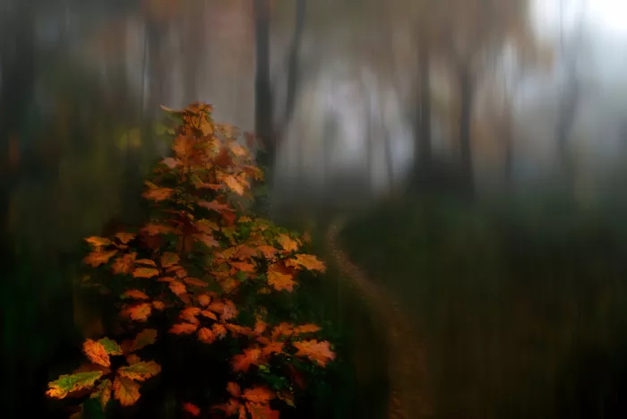 Uranga, Pedro: Fog.