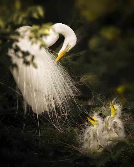 Wei, &amp Shi: A Whisper of Wings