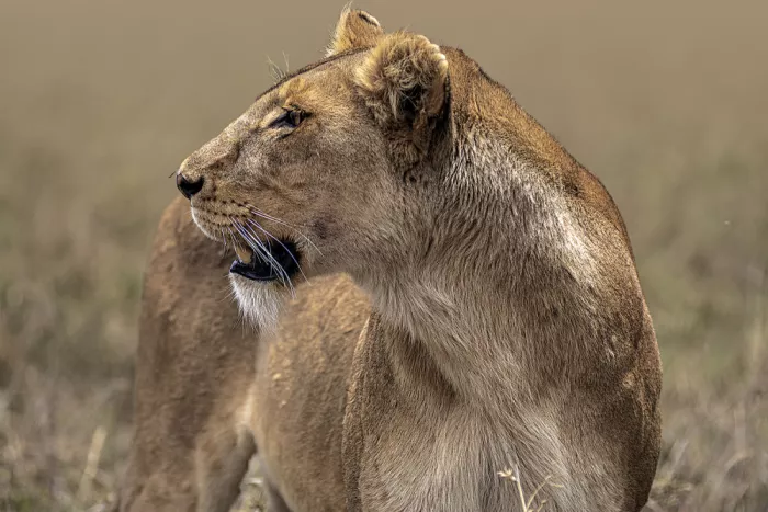 Domont, Jois: Lo sguardo fisso sul bersaglio