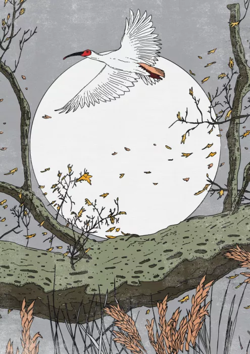 Nicholas: Ibis En Vol