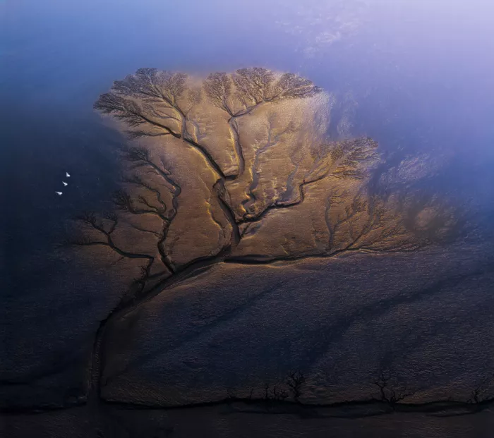 Su, Yuan: Tree of the Earth.
