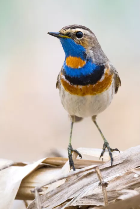Doronin, Dmitry: Bluethroat