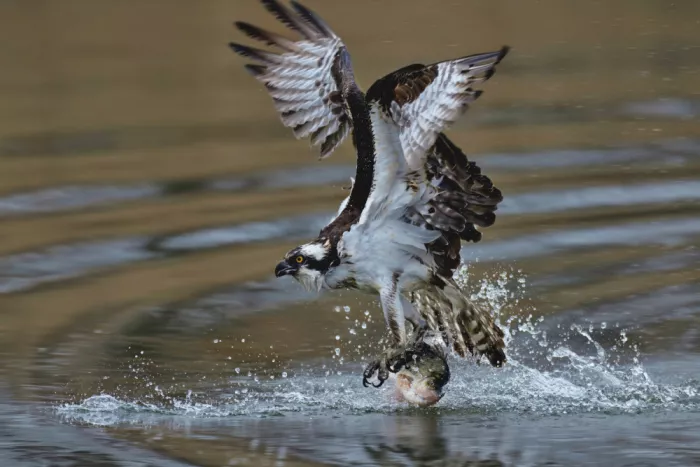 Lam, Gavin: Falco pescatore in caccia
