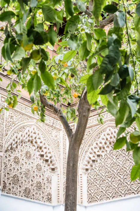 Photolovers: Zitronenbaum
