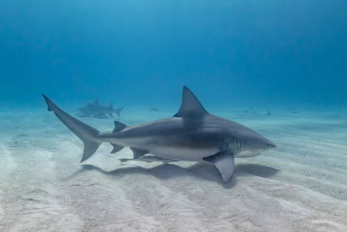 Melesan, Serge: Bullshark