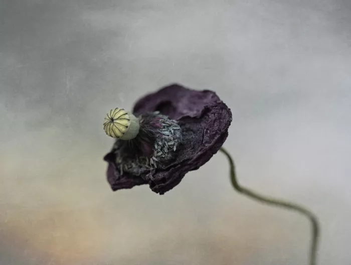 Grønkjær, Lotte: Wilted Poppy