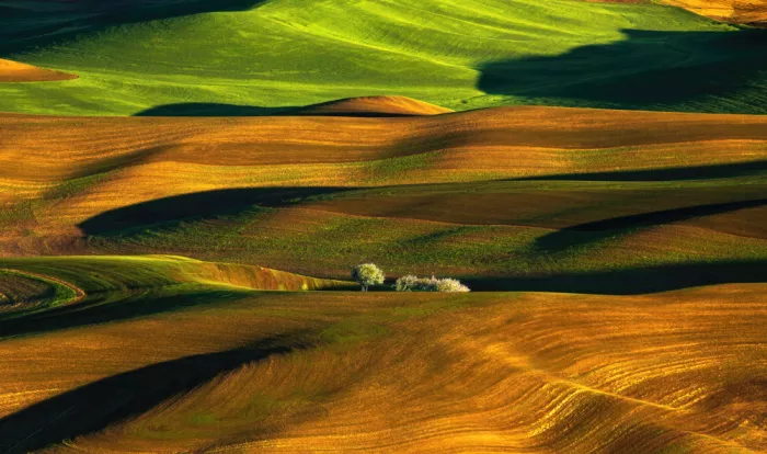 Jin, Jie: Wheat hills of May