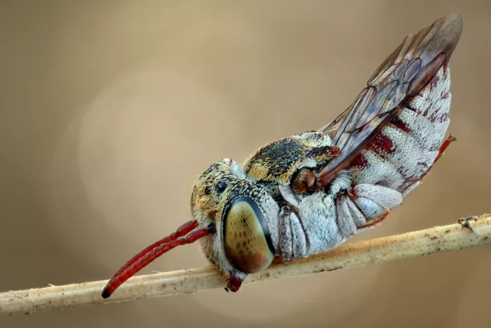 Karlinsky, Miron: Abeille coucou