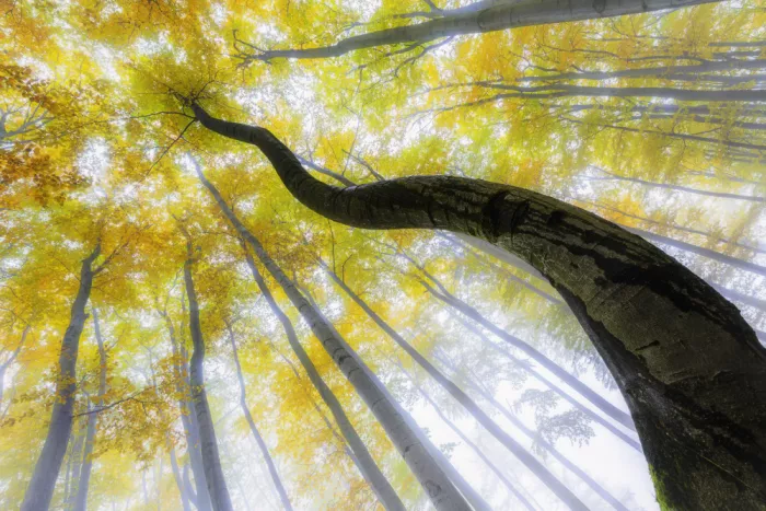 Pavlasek, Tom: Reaching for Autumn Light