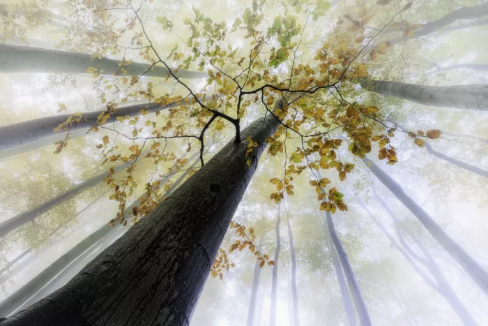 Pavlasek, Tom: Reaching Into Silence