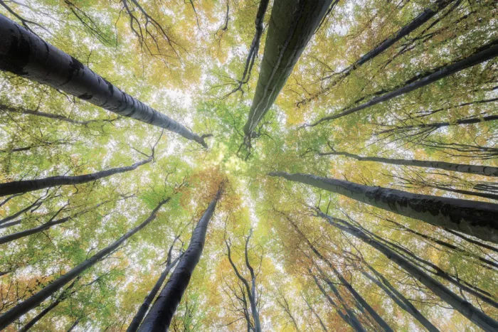 Pavlasek, Tom: Circle of Autumn Light