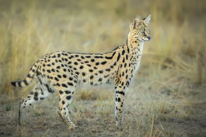 Sink, C. Jeffrey: Die zerbrechliche Schönheit des afrikanischen Servals
