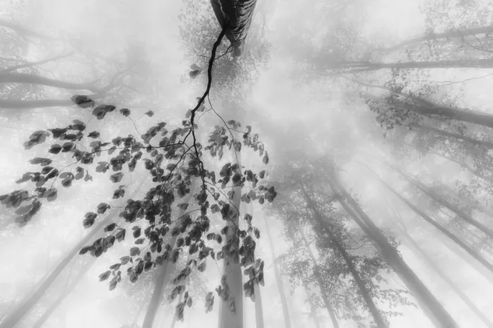Pavlasek, Tom: Summer Silence