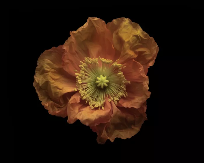 Grønkjær, Lotte: Poppy