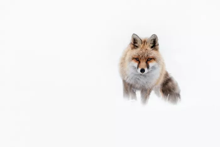 Meier, Tom: Approaching the prey