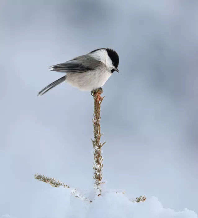 Engström, Erik: Willow tit in winter