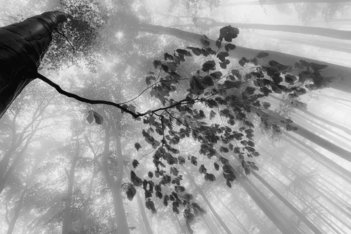 Pavlasek, Tom: Breath of the Forest