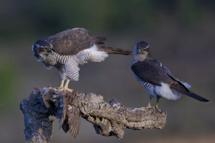 Manusevich, David: Northern Goshawks