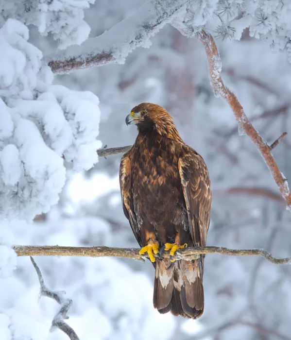Engström, Erik: Adler in Winterlandschaft