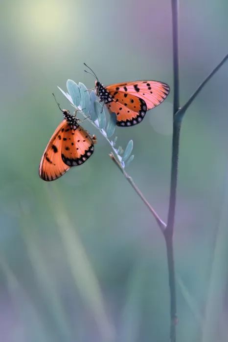 Pamungkas, Edy: Mariposas románticas