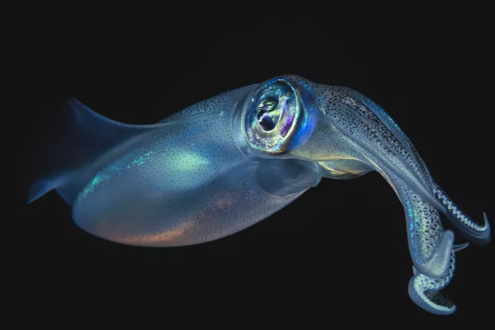 Gabriel, Barathieu: Blue squid
