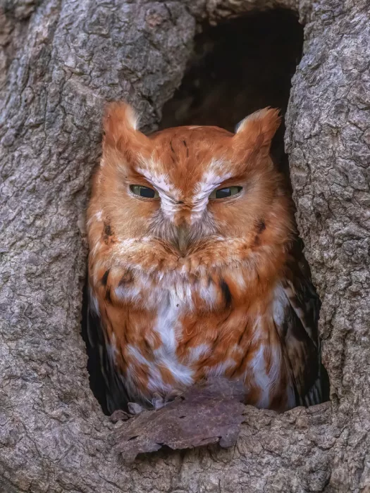 Z, Leechee: Eastern Screech-Owl in Tree Cavity II