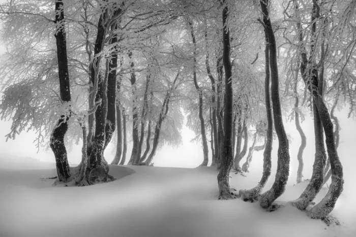 Klabus, Aleš: Happy winter beeches