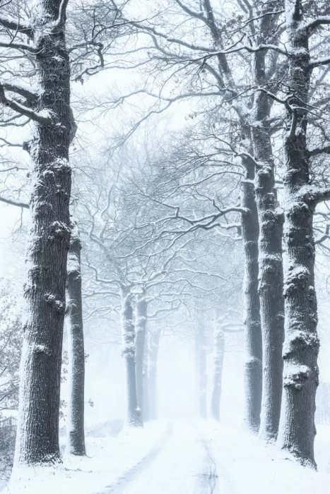 Lee, van Hilda: oaktrees in winterdress