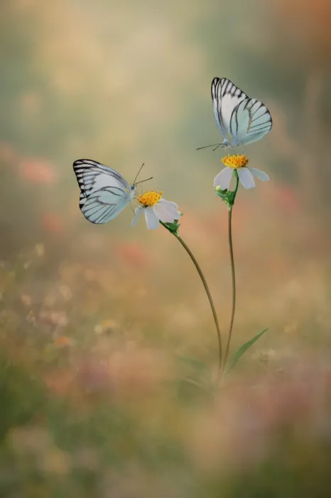 Pamungkas, Edy: Las Mariposas están Enamoradas