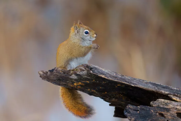 He, Mike: Amerikanisches Eichhörnchen