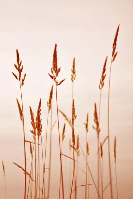 Sillen, Christina: Golden Reeds