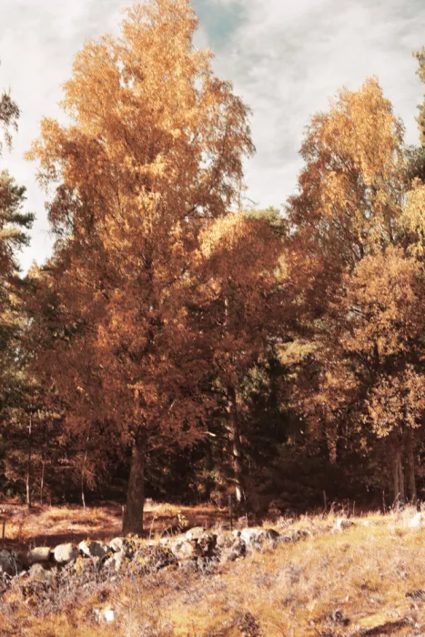 Sillen, Christina: Vintage Autumn