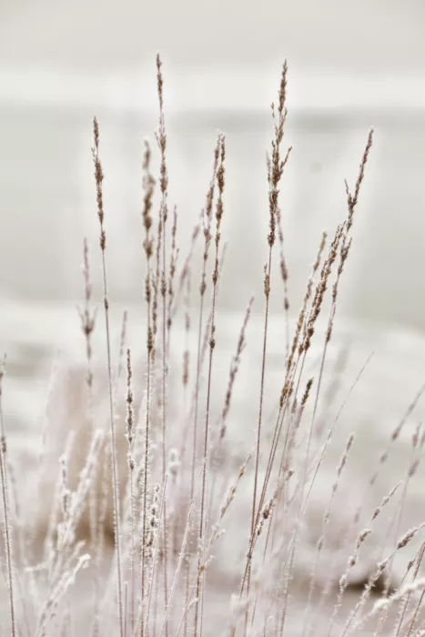 Sillen, Christina: Winters Breath
