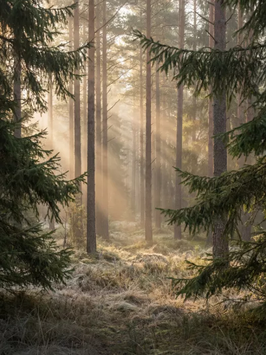 Magnusson, Andreas: Rays of Sunshine In the Forest