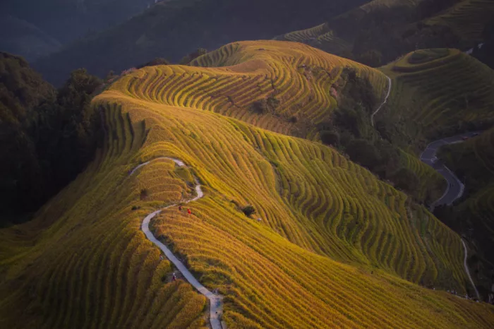 Zhang, Dennis: La ballerina sulle colline