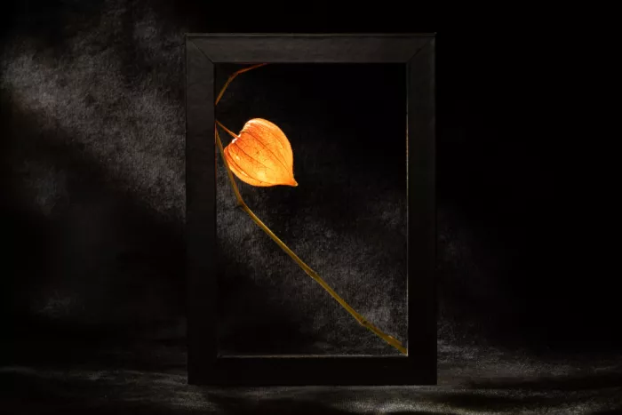 Kopcev, Igor: Still life with physalis VI