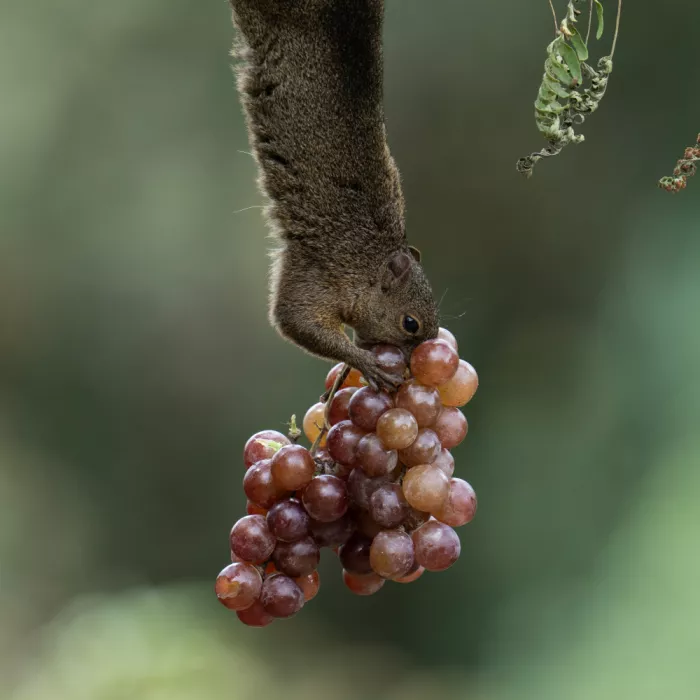 Qin, Xuemei: Quand il a trouvé les raisins