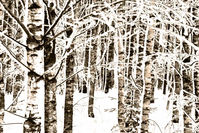 Sillen, Christina: Birch Winter