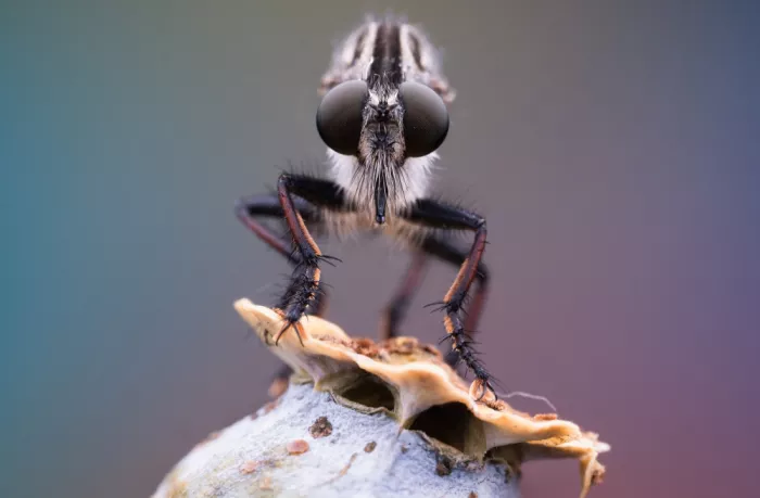 Summer2016: Robber fly