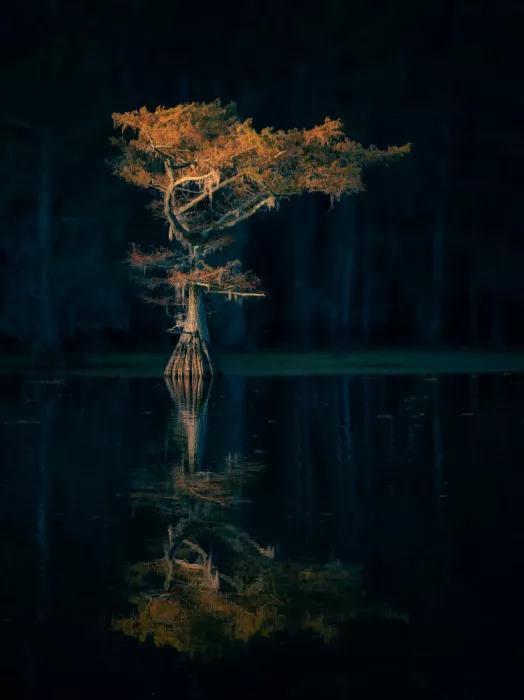 Lai, Vicki: Long Cypress