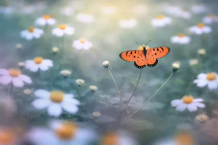 Pamungkas, Edy: Hermosas mariposas