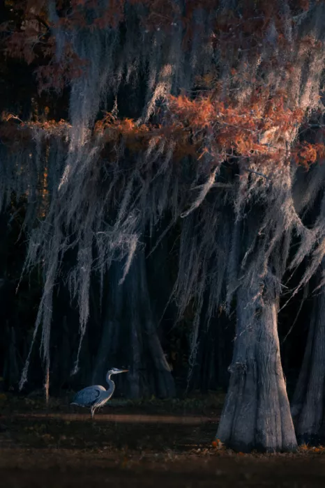 Lai, Vicki: Heron in Cypress Swamp