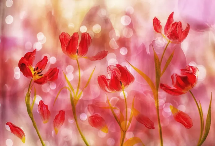 Lee, van Hilda: tulips delight
