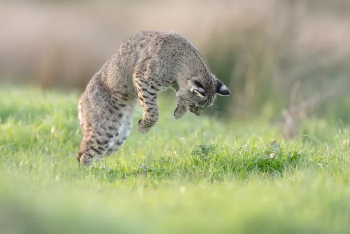 Wang, Victor: Bobcat in caccia
