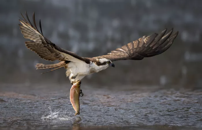 Lai, Vicki: Osprey hunting