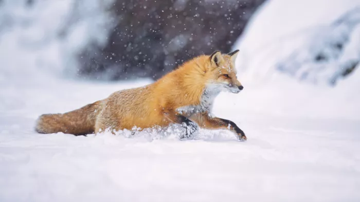Lam, Gavin: Red Foxes on the snowy day.