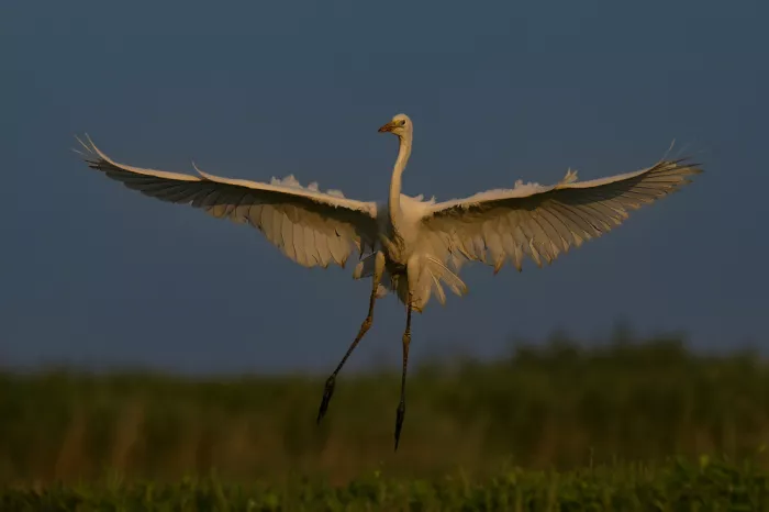 Li, Rob: Danza al atardecer