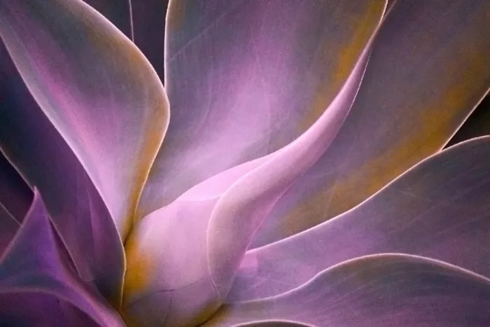 Wechsler, Robin: Agave Leaf Abstract in Winter