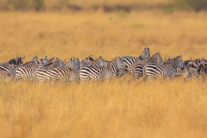 Sink, C. Jeffrey: Zebras im goldenen Licht des Sonnenuntergangs