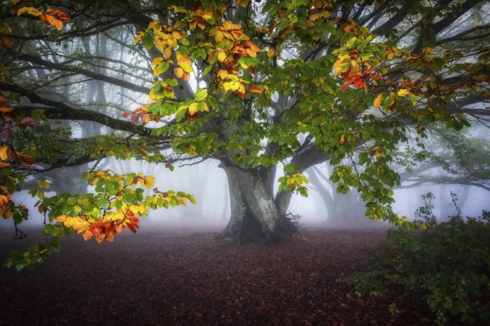 Barboni, Sergio: Colors in the fog